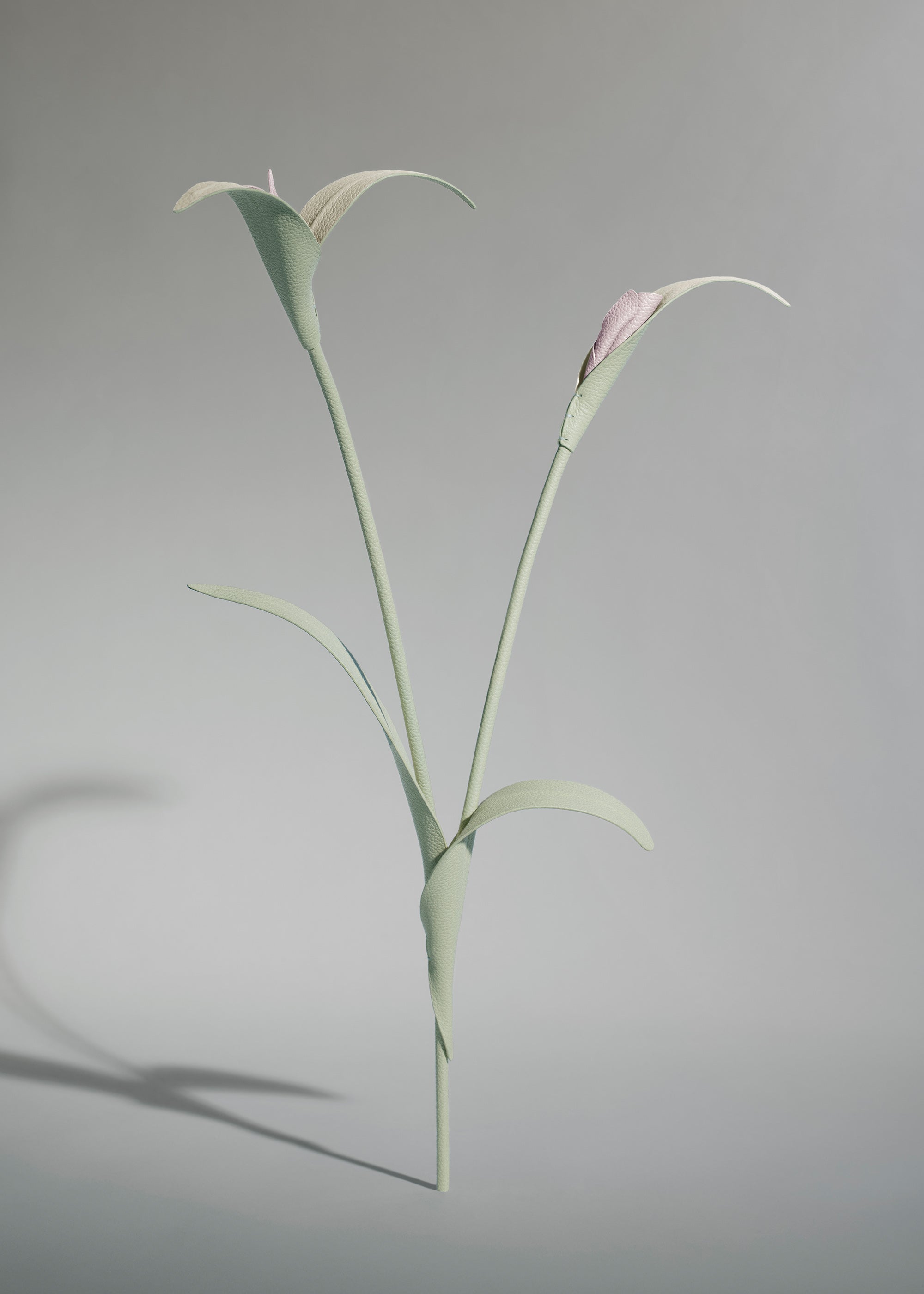 Fleur Touka - Trio Amande Fraîche