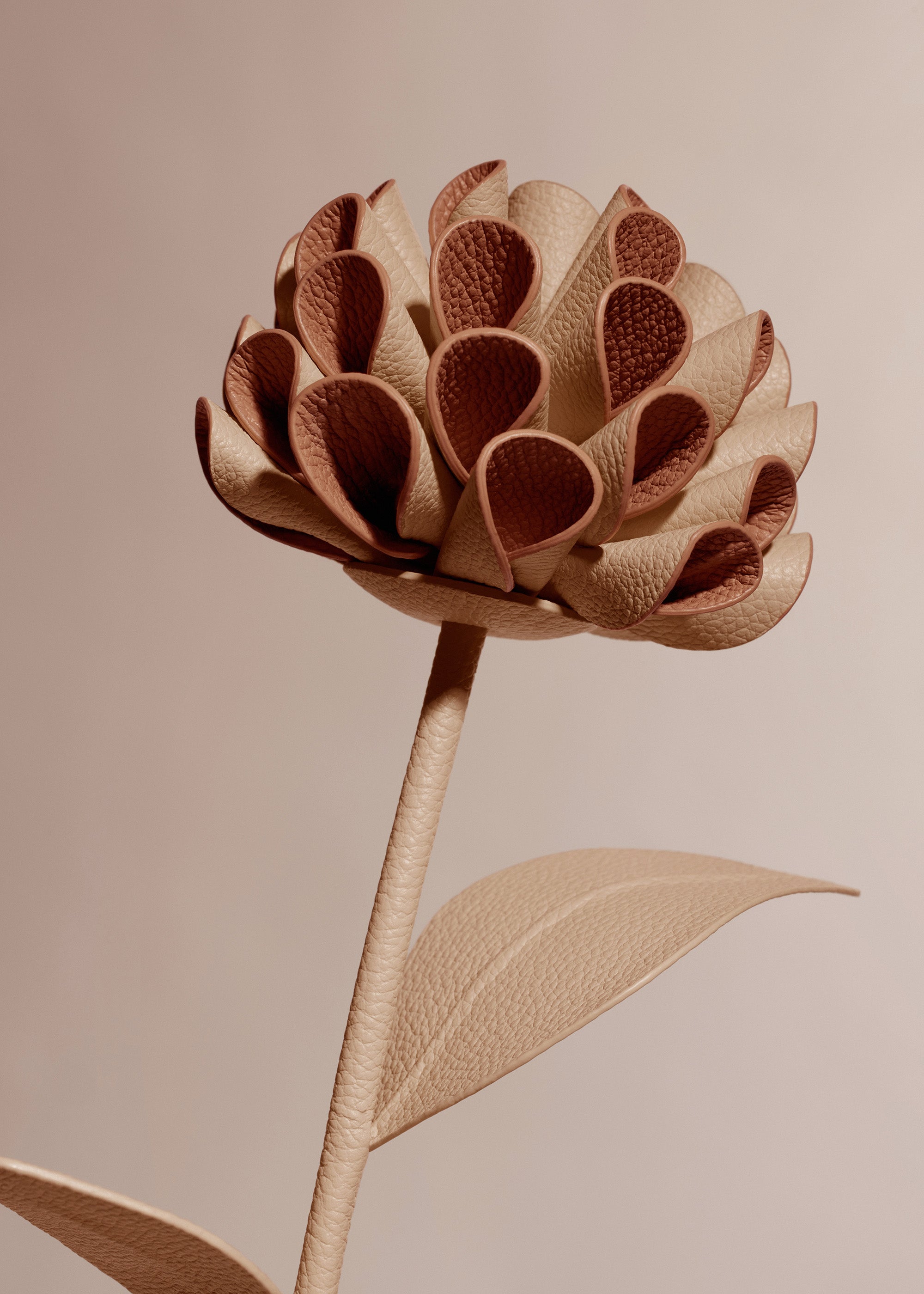 Fleur Dalium - Duo Beige