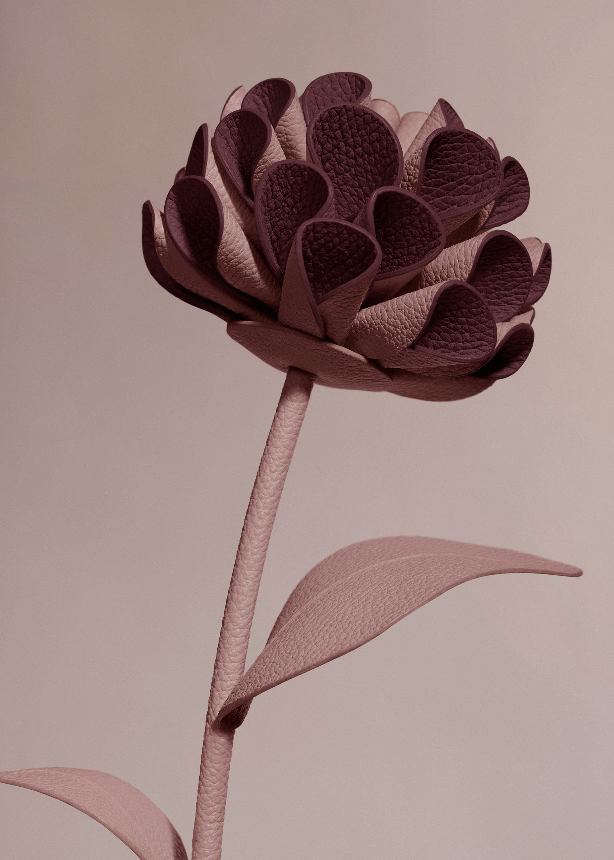 Fleur Dalium - Duo Lilas